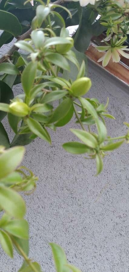 Pereskia 26