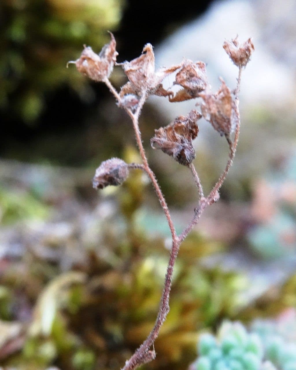 Sedum 5