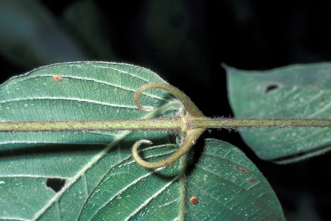 Uncaria