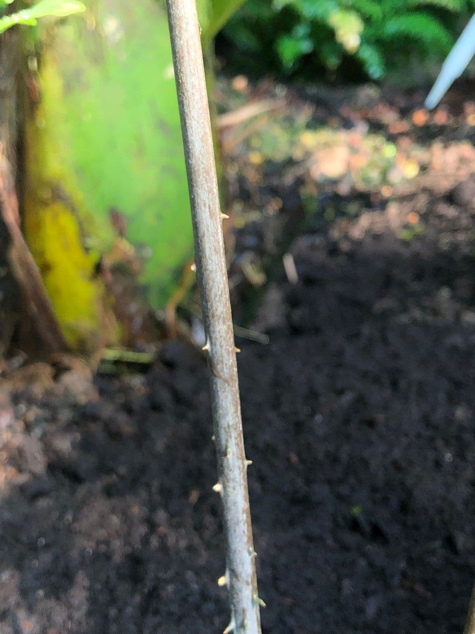 Zamia 13