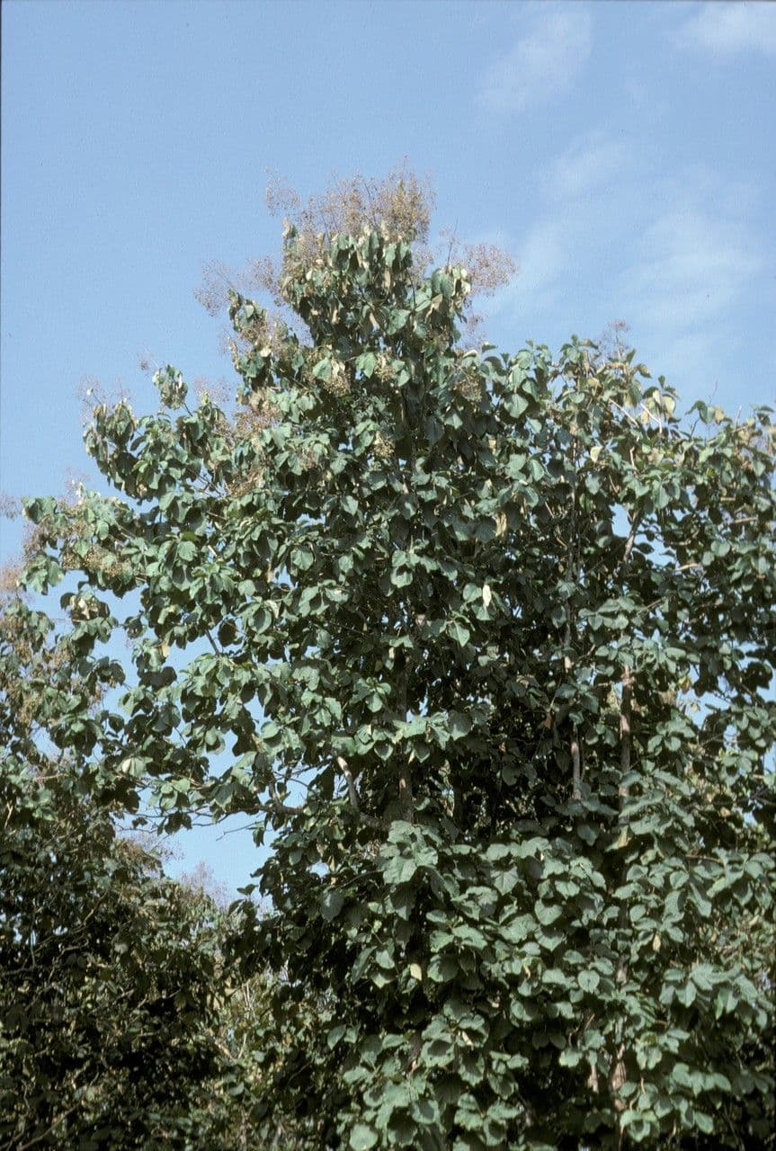 Tykva 15