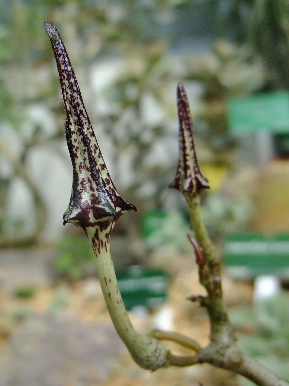 Ceropegia 4