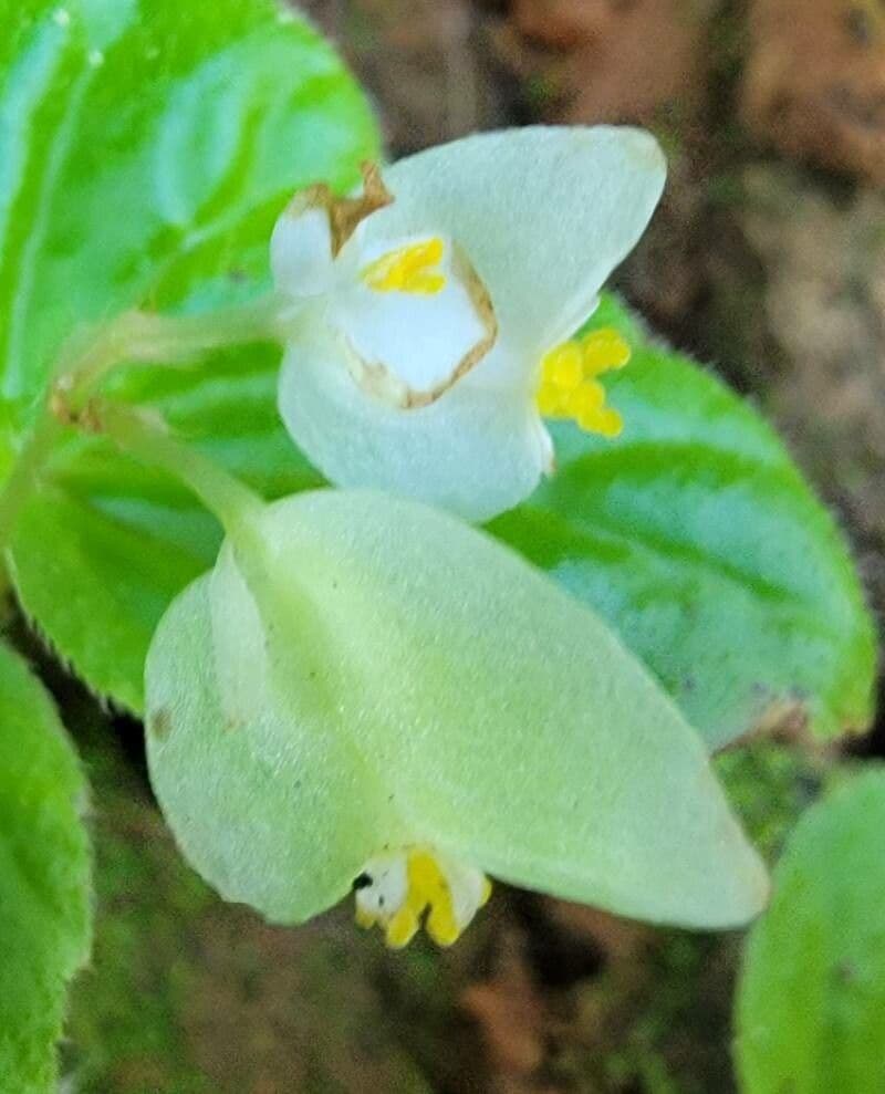 Begonia 6