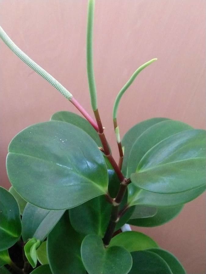 Peperomia 3