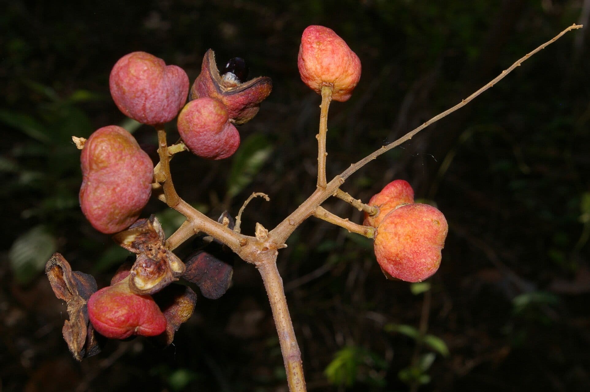 Dilodendron