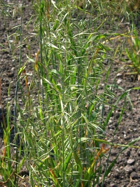 Avena strigosa 13