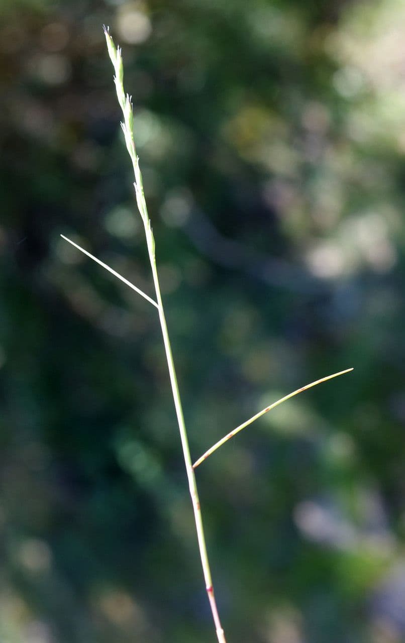 Festuca di Lachenal 12