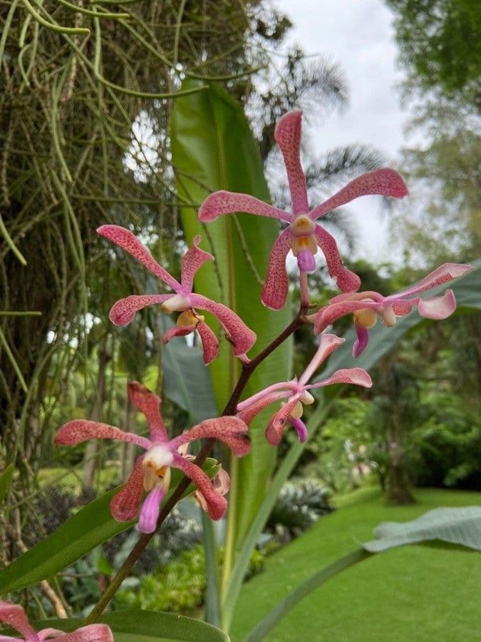 Orchidea formica 3