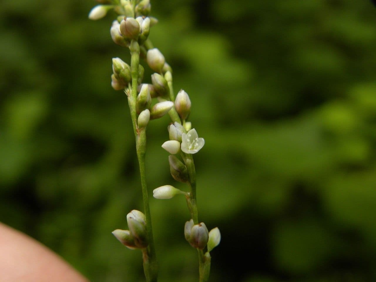 Persicaria 4