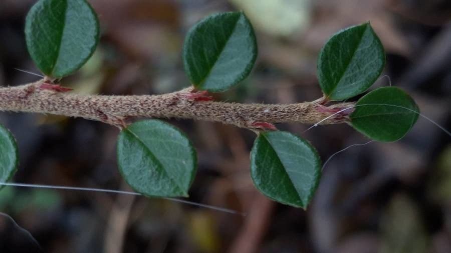 Cotoneaster 28