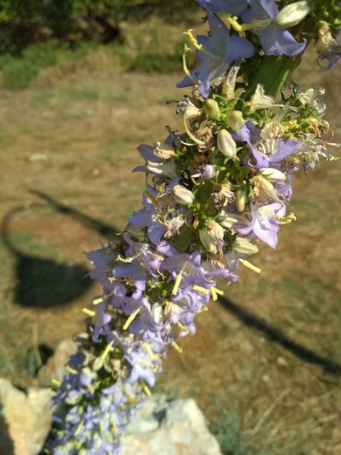 Campanula 5