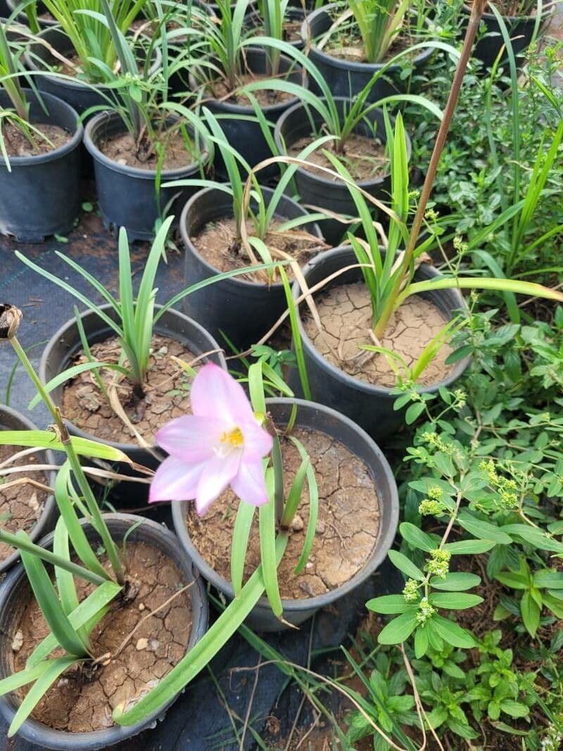 Zephyranthes 9
