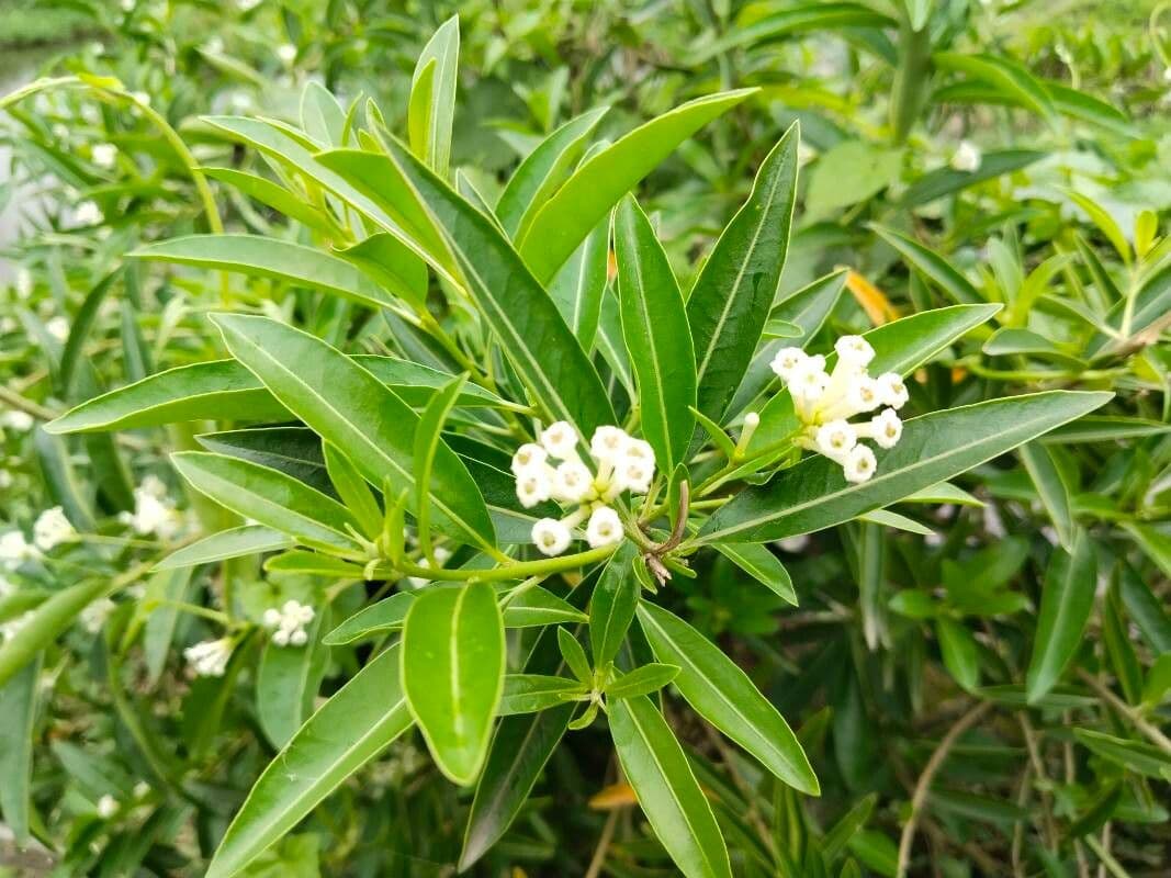 Cestrum diurnum 2