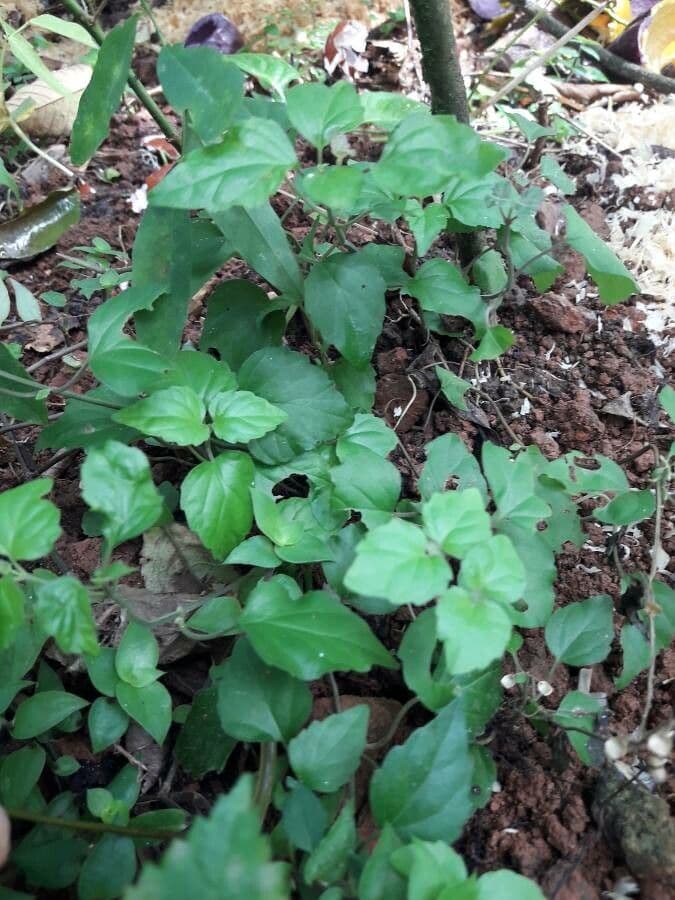 Scutellaria 13
