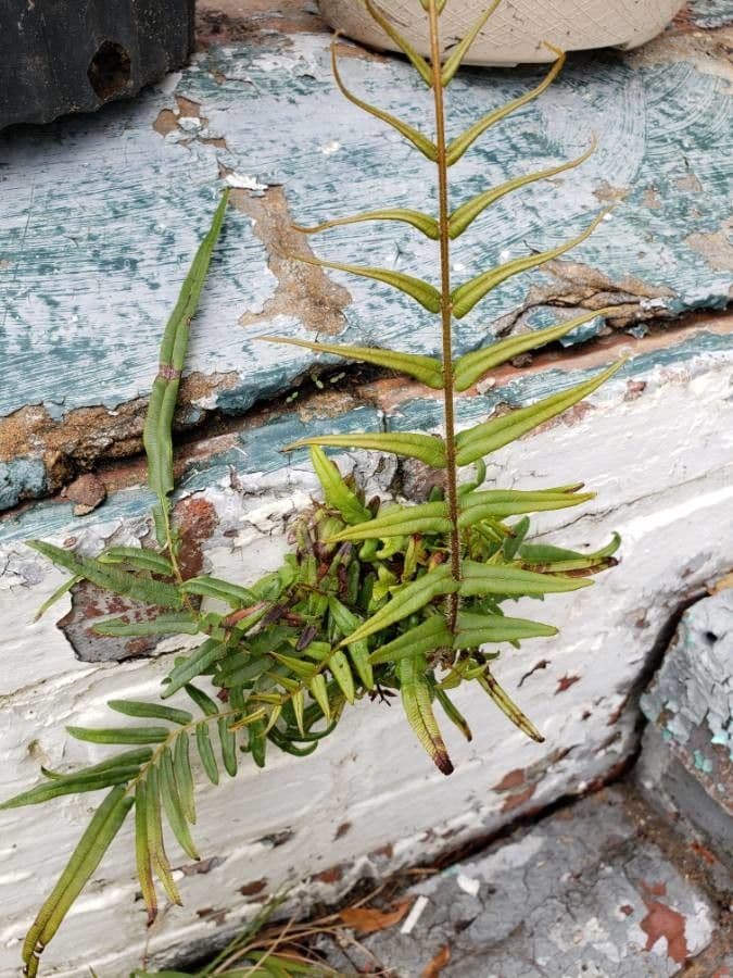 Pteris vittata 8