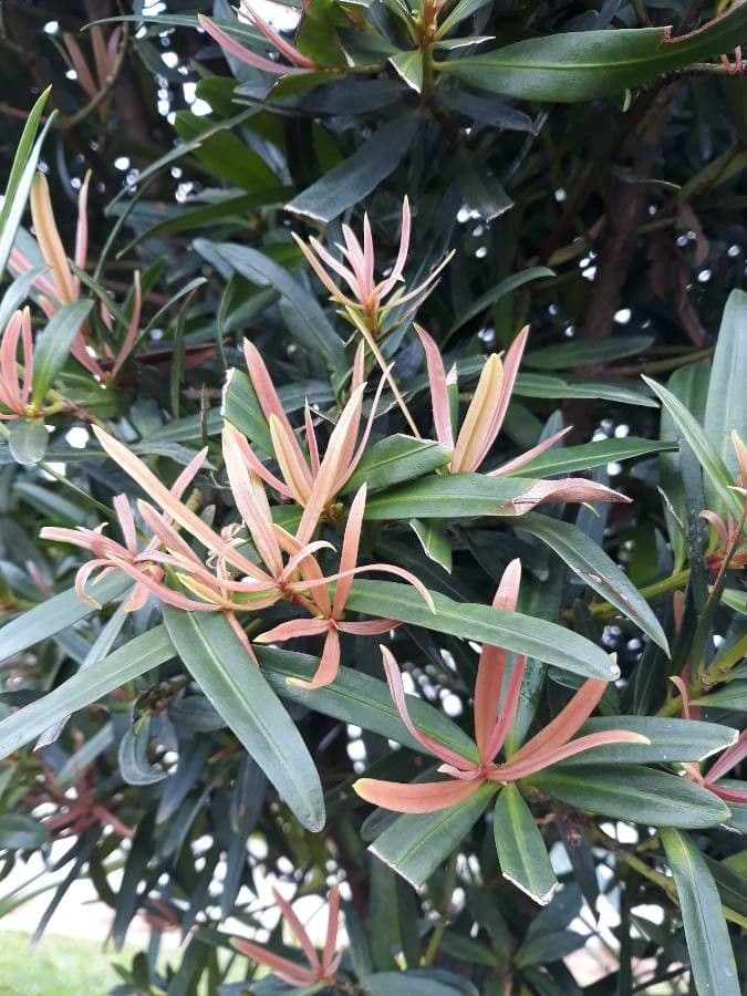 Hohe Podocarpus 12