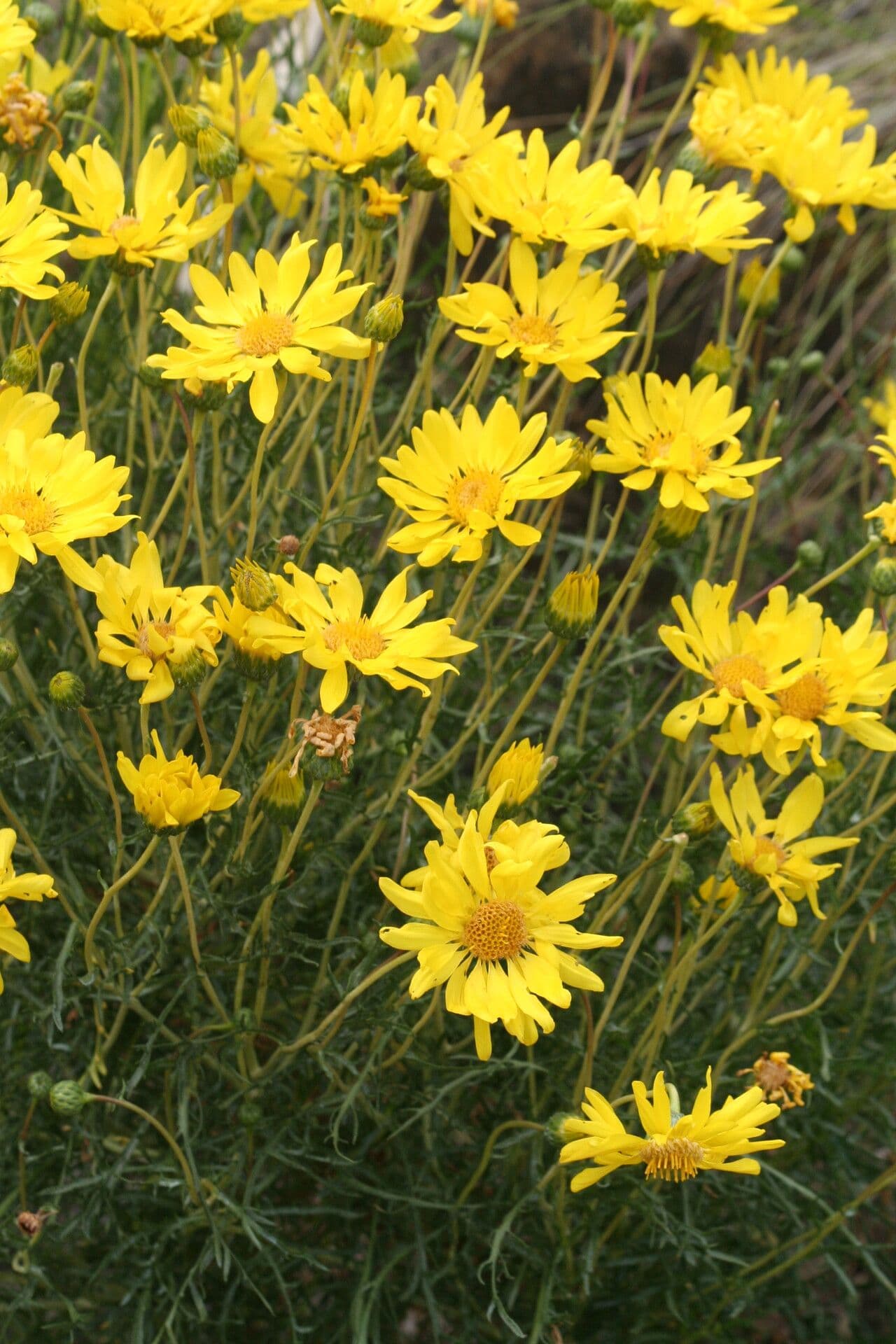 Grindelia 2