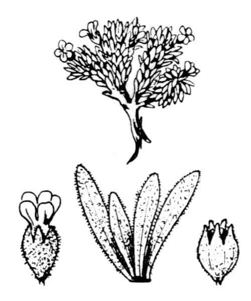Androsace pubescente 12