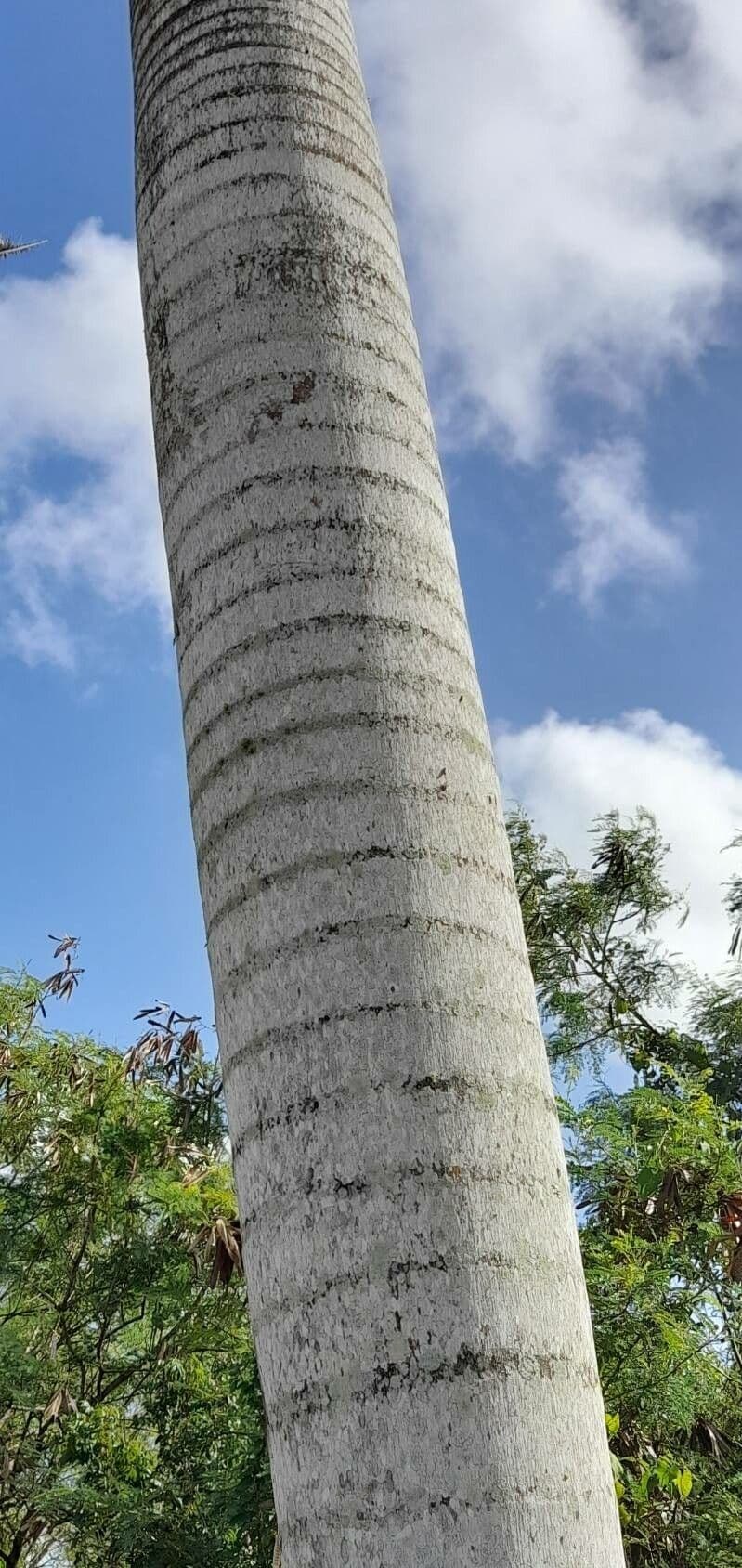 Roystonea 9
