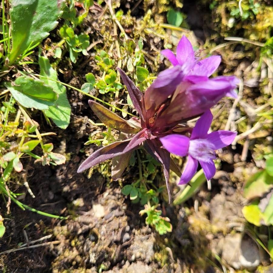 Genziana tedesca 16