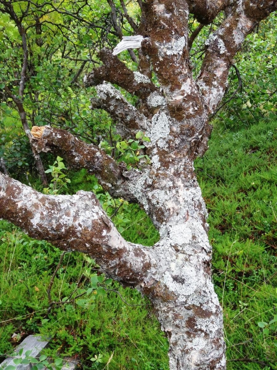 Betula humilis 17