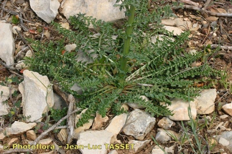 Reseda barrelieri 7
