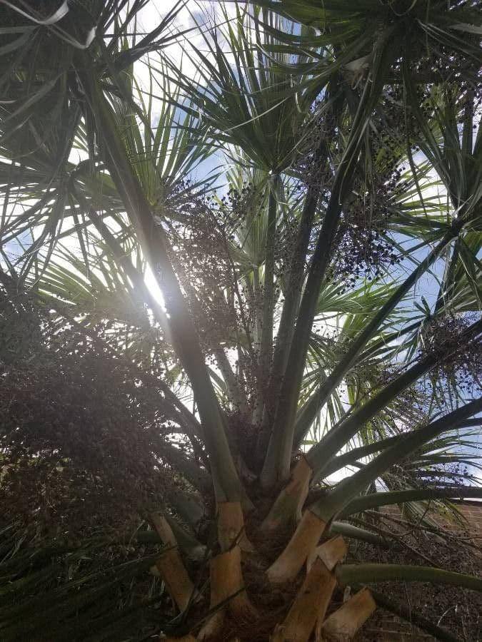 Palma 15