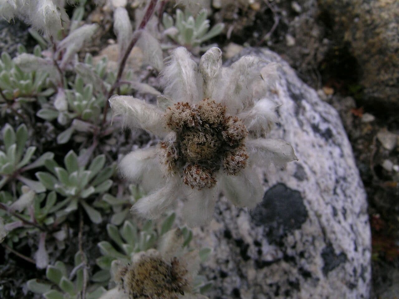 Edelweiss 7