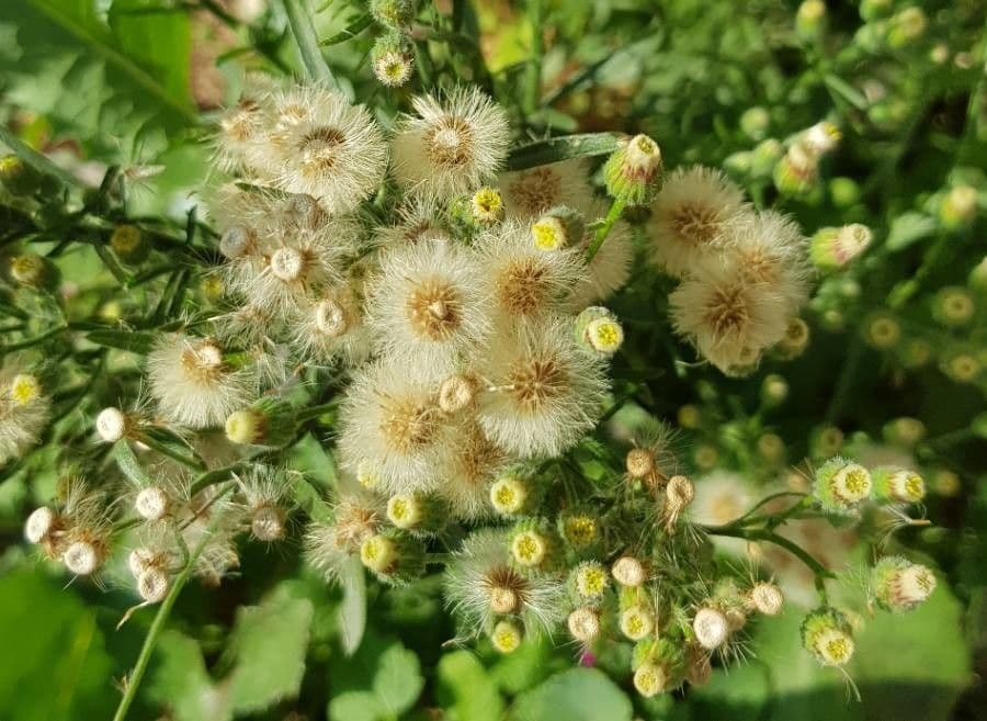 Senecione comune 2