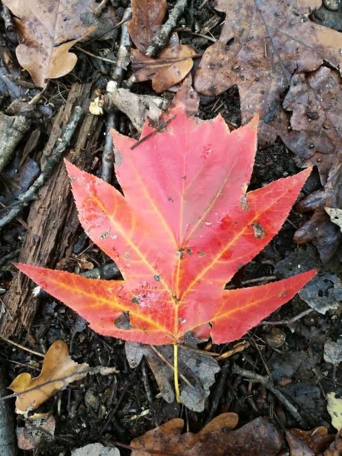 Jarabina brekyňová 20