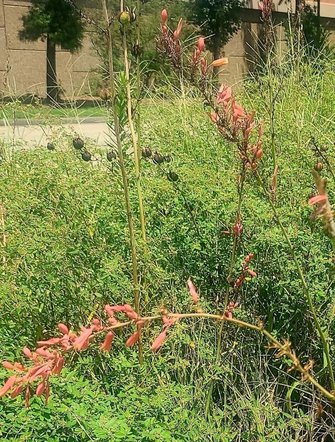 Hesperaloe 17