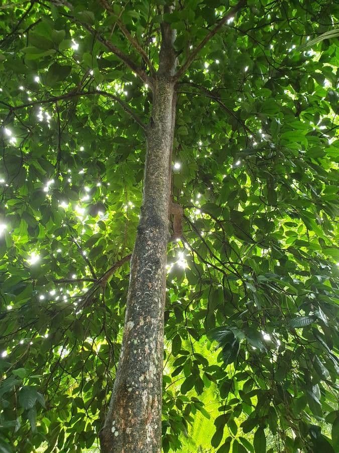 Baccaurea 6