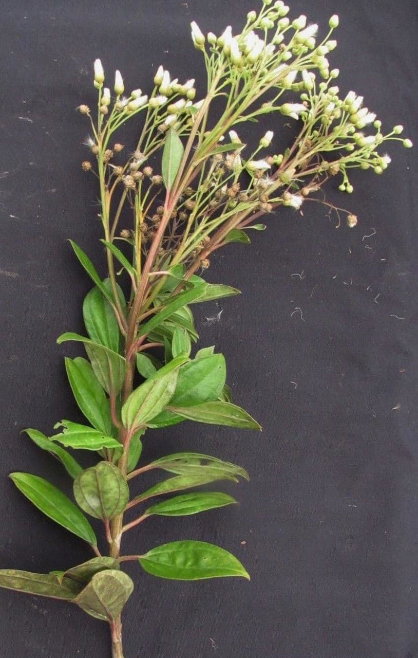 Baccharis stopkatá 9