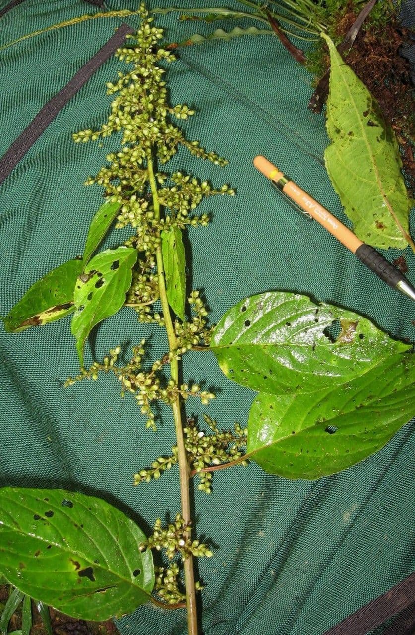 Chamissoa Altissima 16