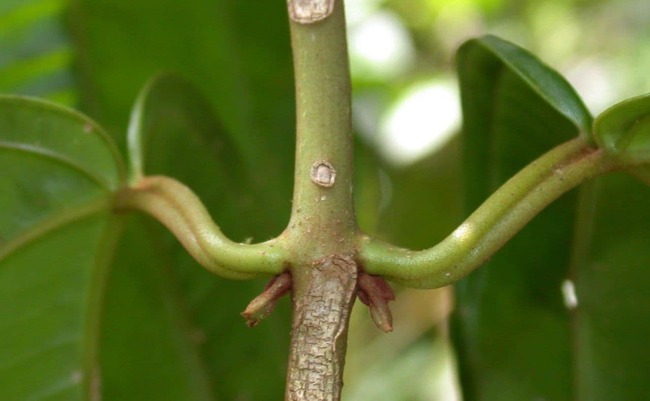Adelobotrys 21