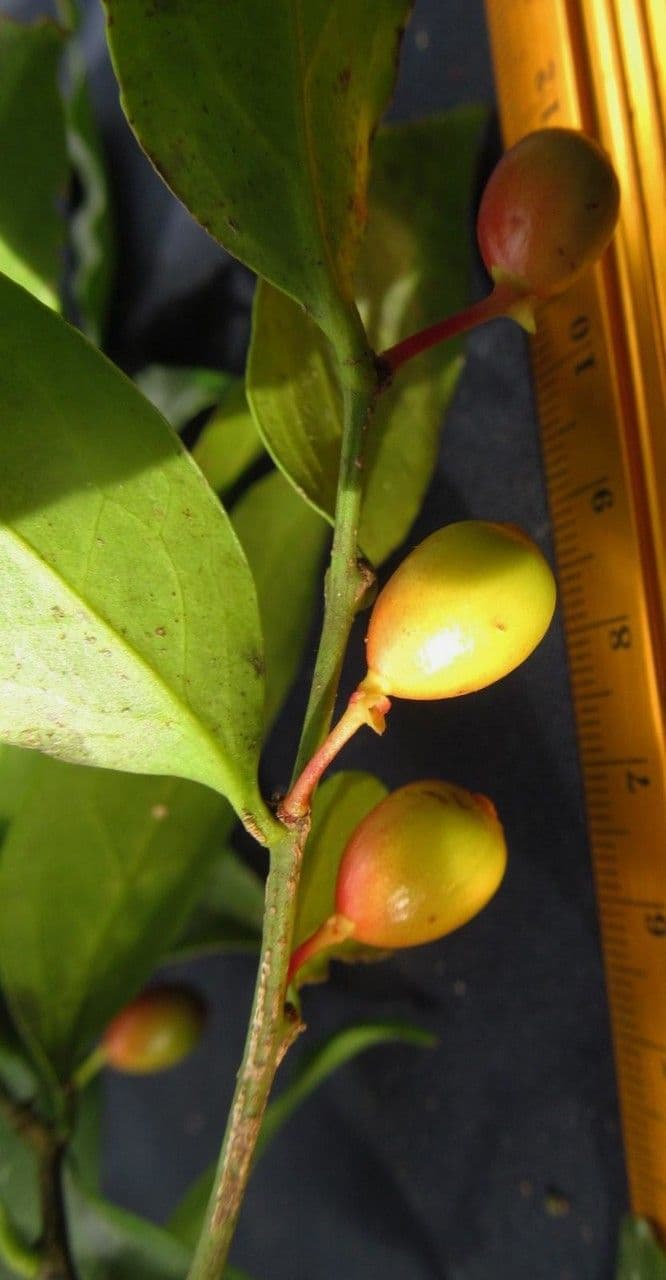 Schoepfia 5
