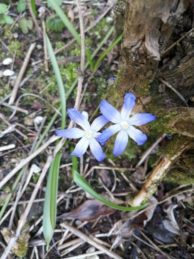 Scilla di Boissier 18