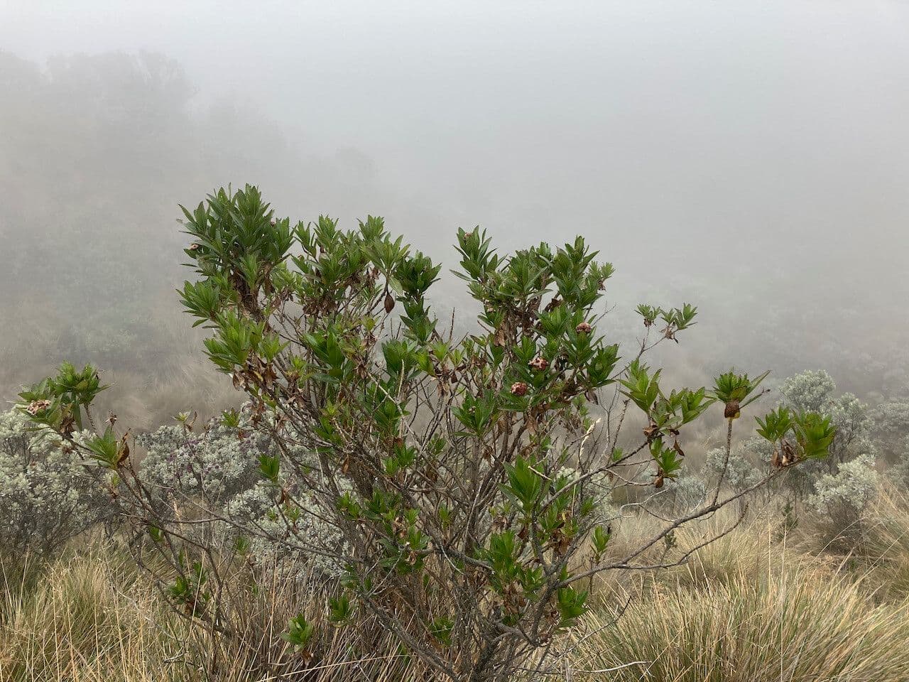 Plum-leaved Baccharis 10