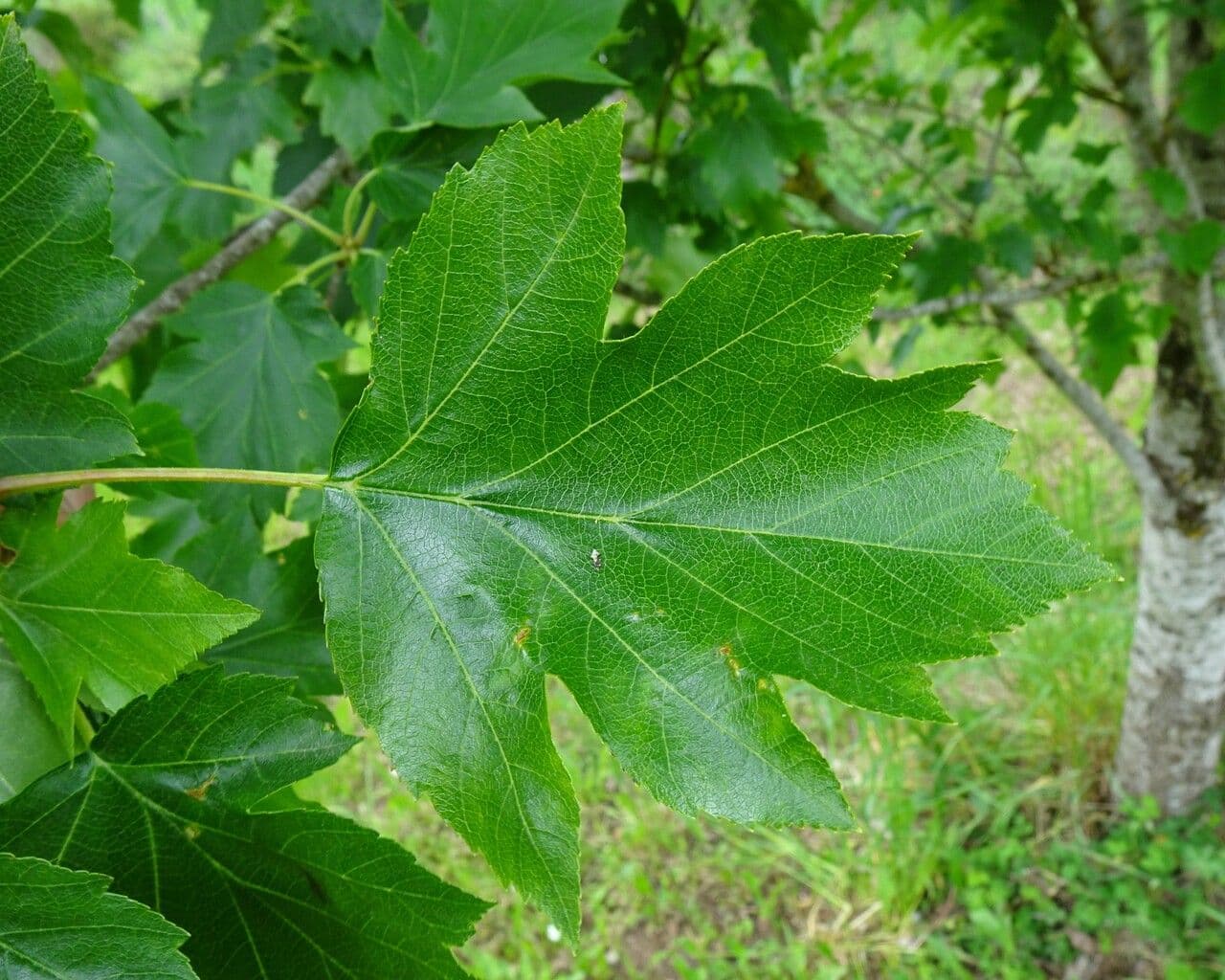 Jarabina brekyňová 18