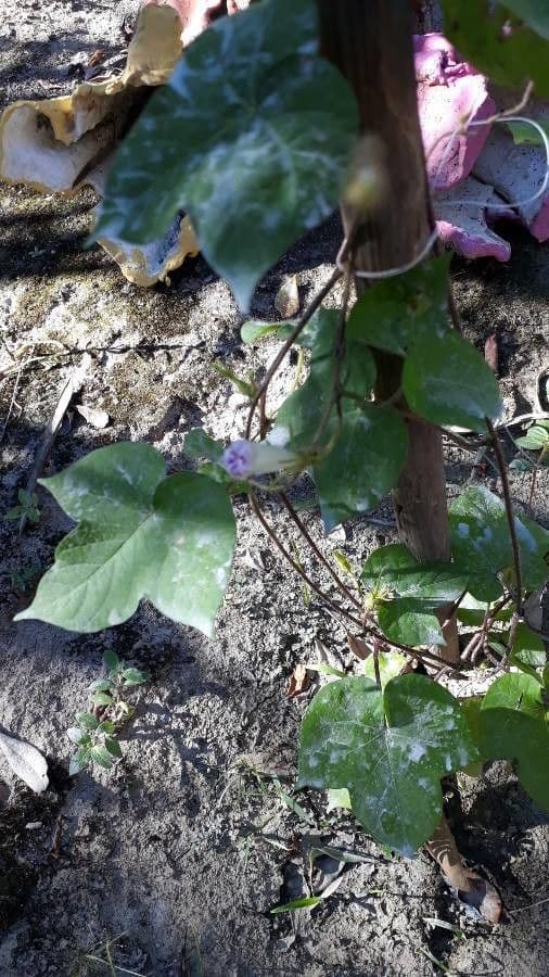 Ipomoea triloba 16