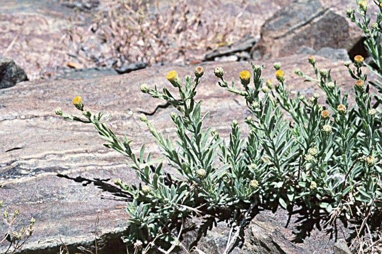 Erigeron delle rocce 10