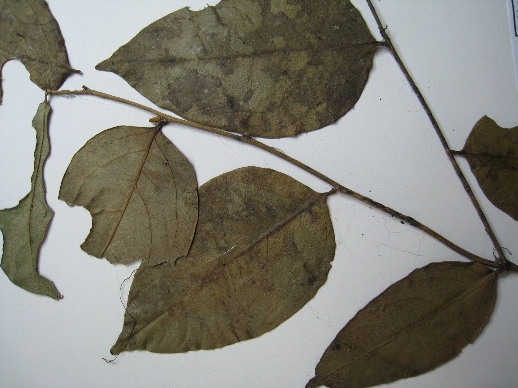 Agonandra 8