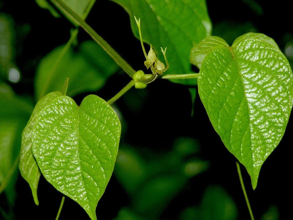 Amphilophium paniculato 15
