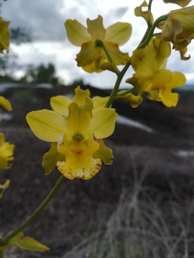 Andrsova orchidea 3