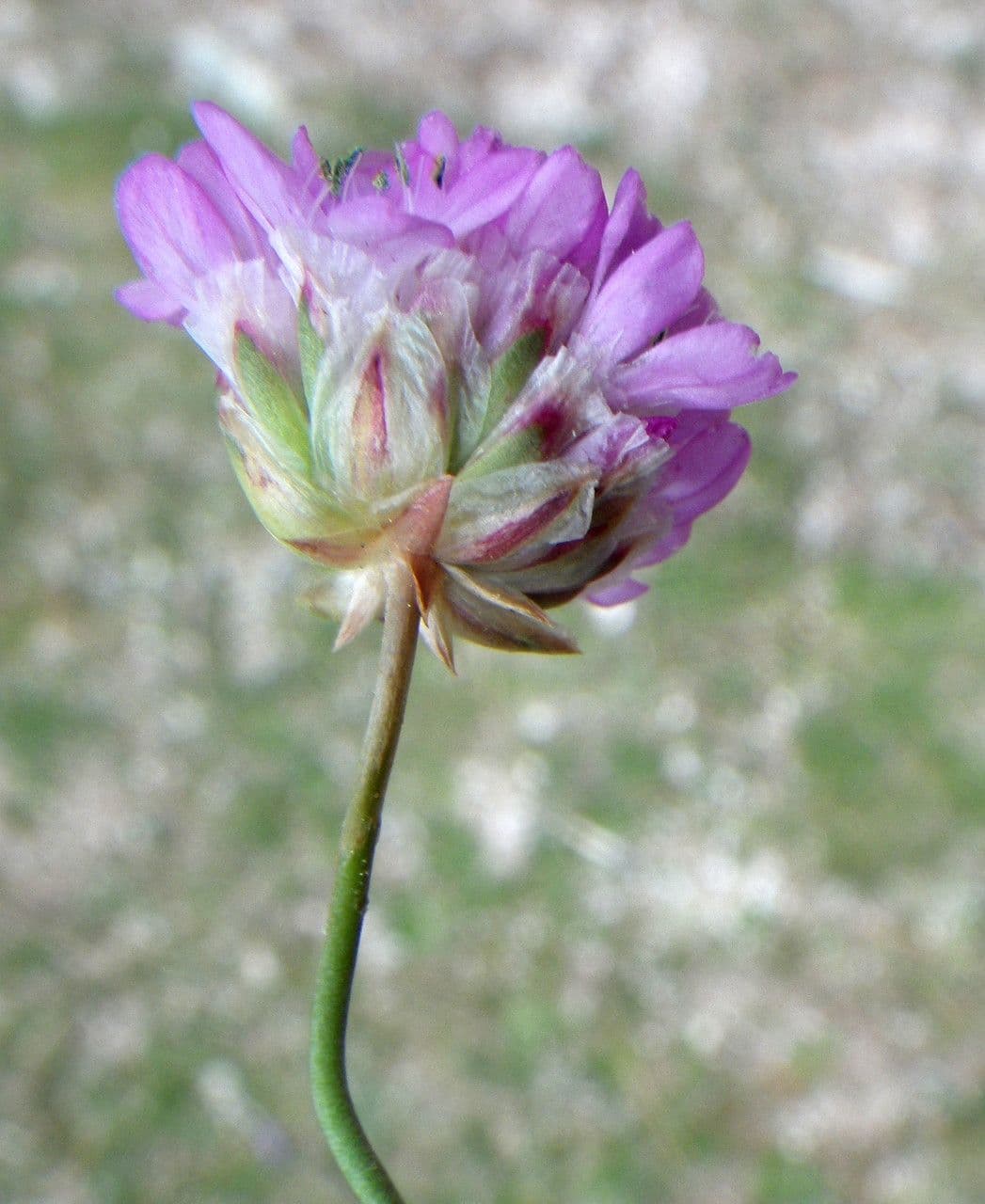 Balia