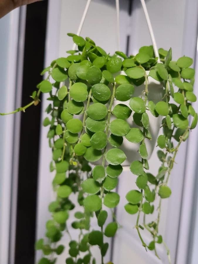 Dischidia 6