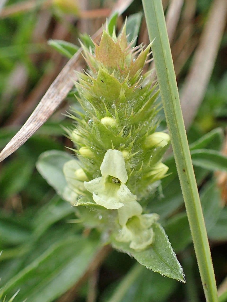 Sideritis hyssopifolia 9