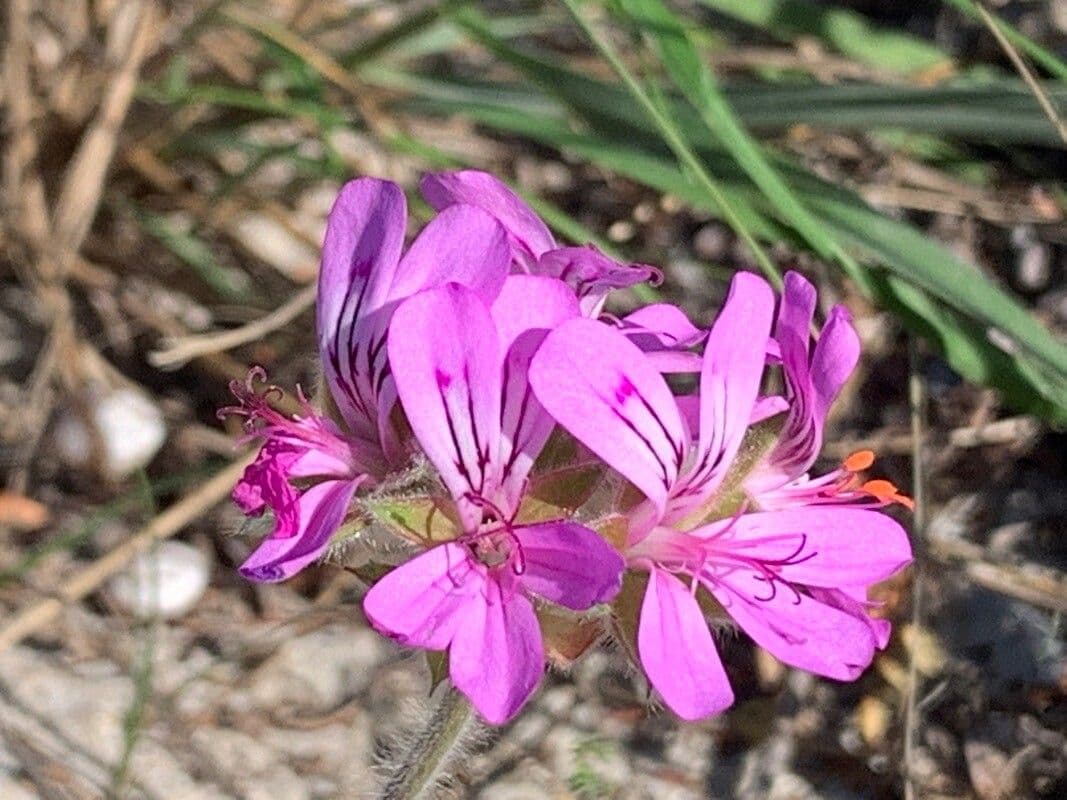 Geranio capitatum 4