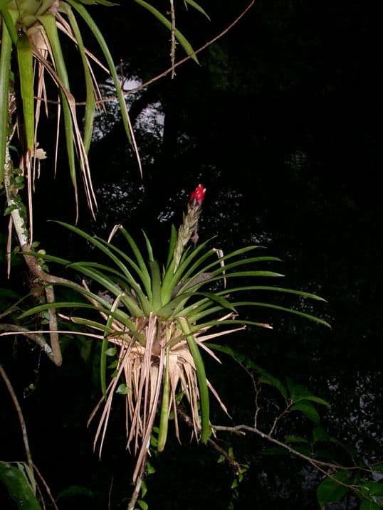 Guzmania monostachia 27