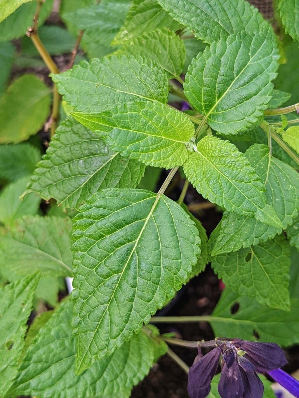Salvia 6